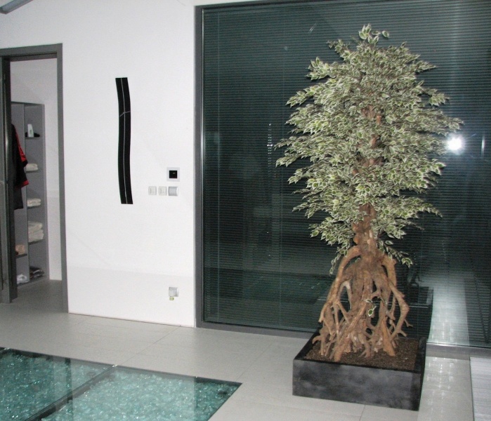 Ficus Starlight Root, zeleno-bílý, 220cm